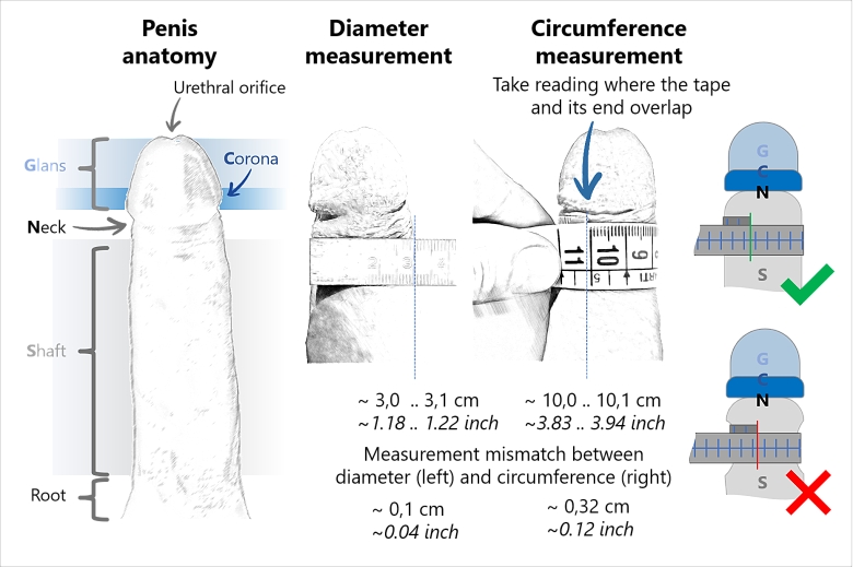 The penis diameter is a what of Human penis